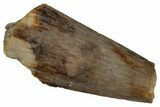 Bargain, Fossil Theropod (Richardoestesia) Tooth - Montana #352042-1